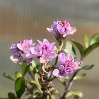 Hebe (Veronica) hulkeana